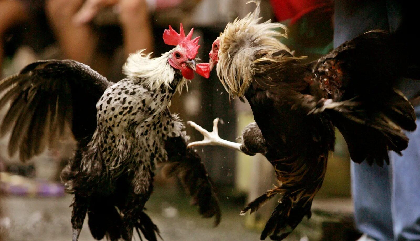 Cock fight