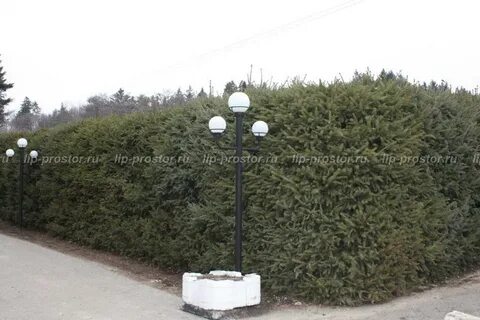 Питомник саженцев липецк