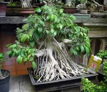 Поднимать корень
