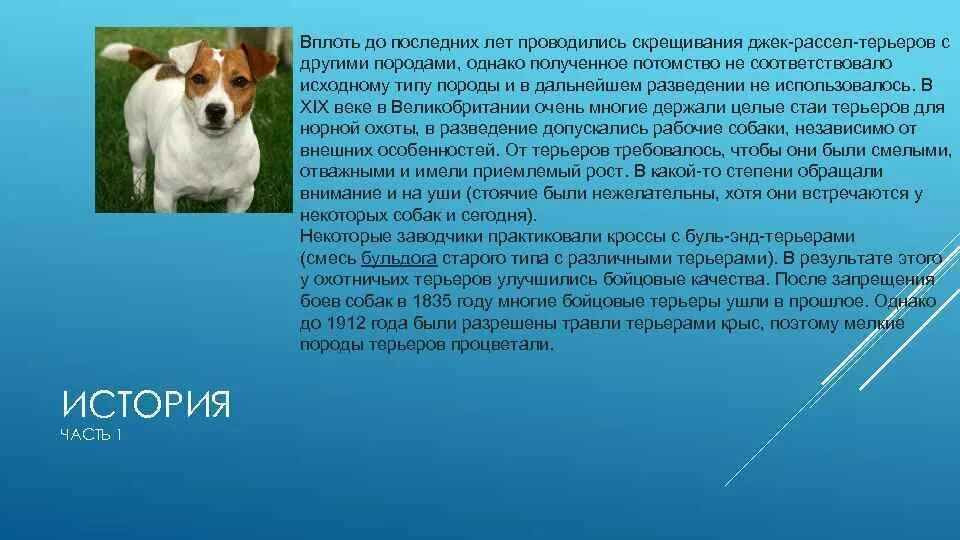 Рассказ о Джек Рассел терьер. Рассказ о собаке Джек Рассел терьер. Происхождение породы Джек Рассел терьер. Собака Джек Рассел характеристика породы.