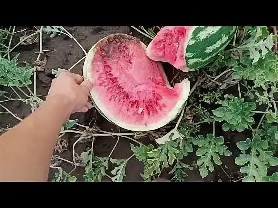 Почему трескаются арбузы на грядке. Почему трескаются арбузы на грядке. Стебель арбуза. Арбуз carolina cross. Поле арбузов.