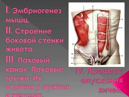 Паховые мышцы