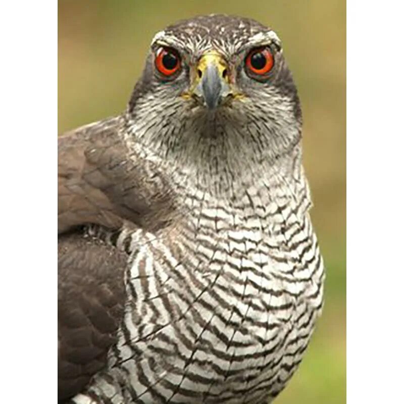 Ястреб цвет. Ястреб крючконос. Ястреб и т/и. Ястреб-тетеревятник. Ястреб птица.