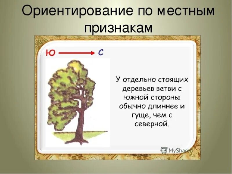 Природные признаки сторон горизонта 2 класс. Ориентирование попо местным признакам. Ориентирование по природным признакам. Ориентирование по веткам деревьев. Способы ориентирования по деревьям.