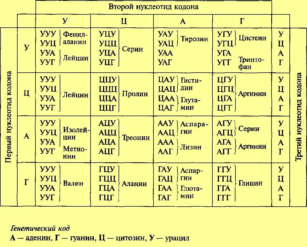 Таблица генетического кода ИРНК И ДНК. Биология таблица кодонов. Таблица генетического кода расшифровка. Названия аминокислот таблица генетического кода.