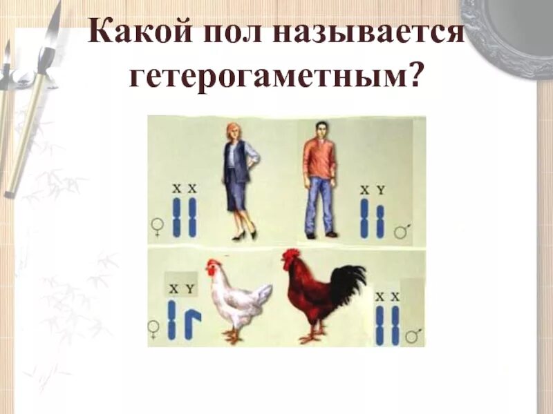 Какой пол называют гомогаметным гетерогаметным приведите примеры Наследование, сцепленное с полом признаки определения