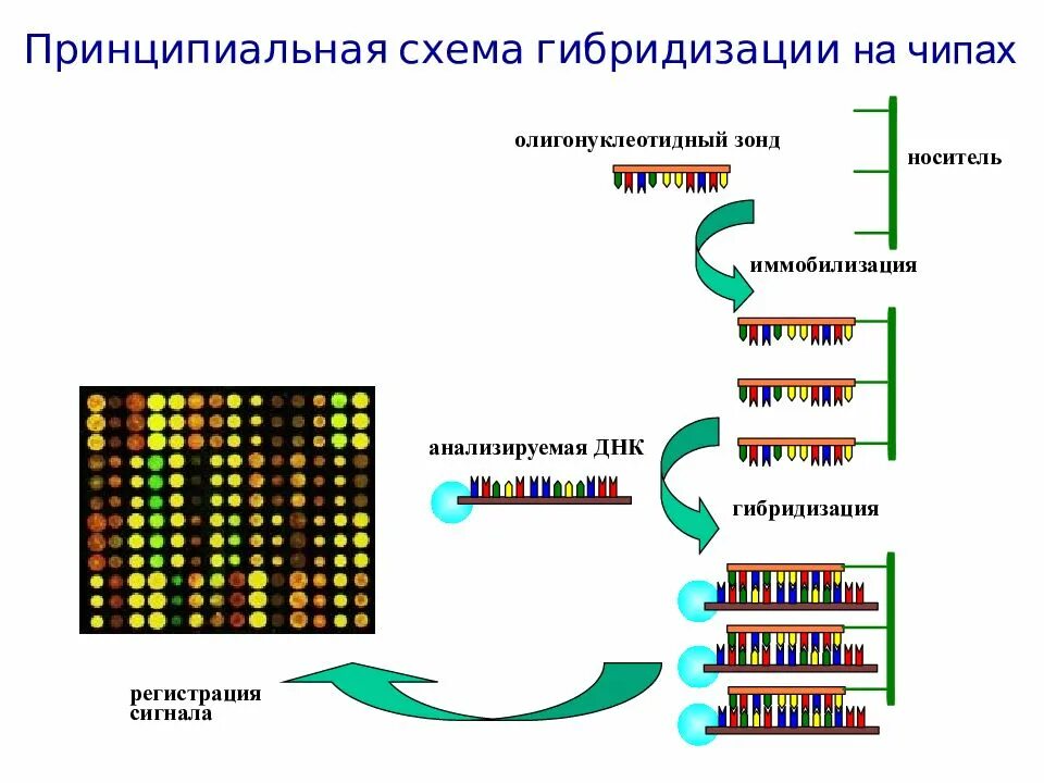 Метод днк-днк гибридизации. Метод молекулярной гибридизации схема. Гибридизация днк. Метод днк-днк гибридизации. Гибридизация днк.