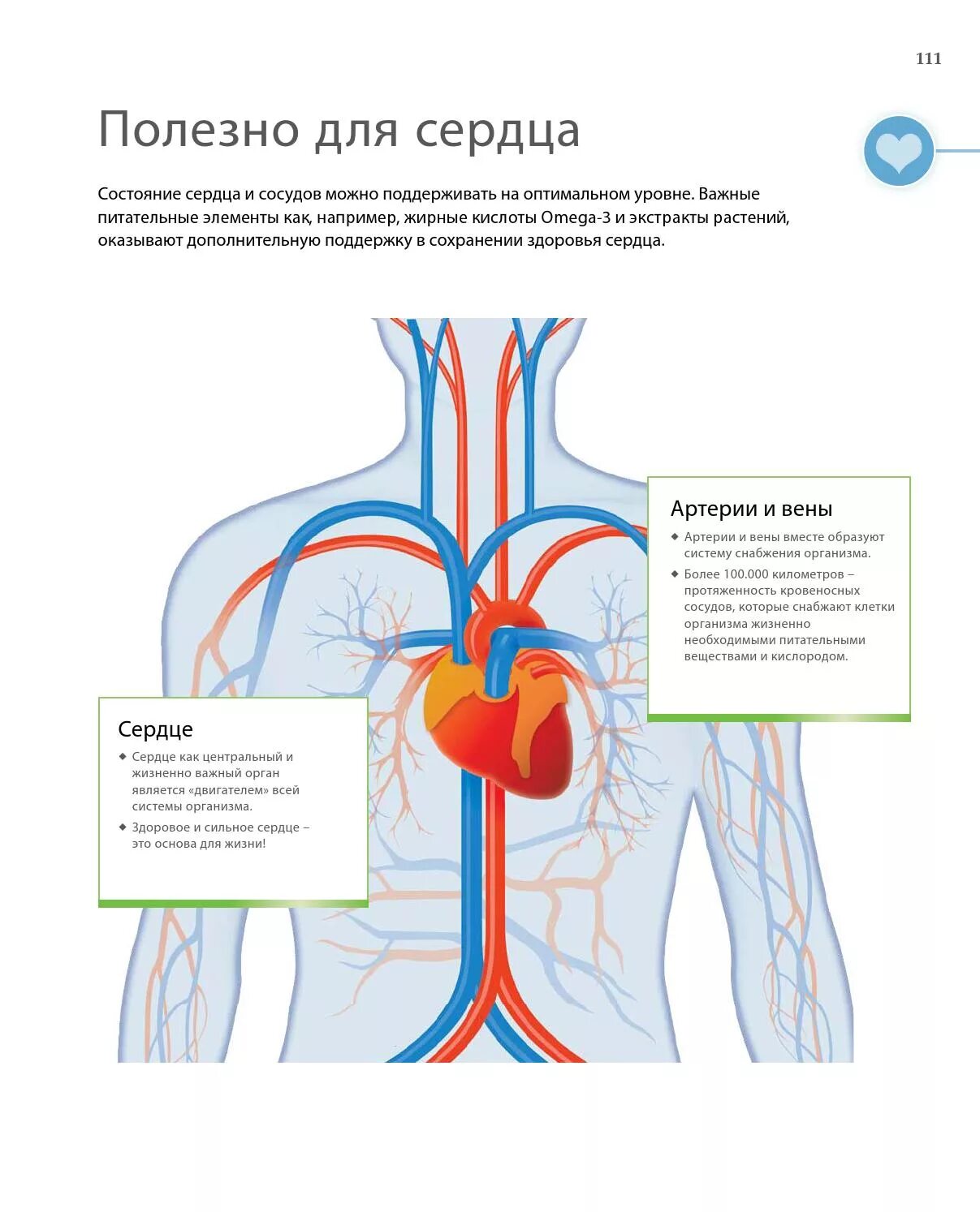 Сердце. Упражнения для сердца. Здоровье сердца и сосудов. Сосуды сердца. Тренировка сердечно-сосудистой системы.