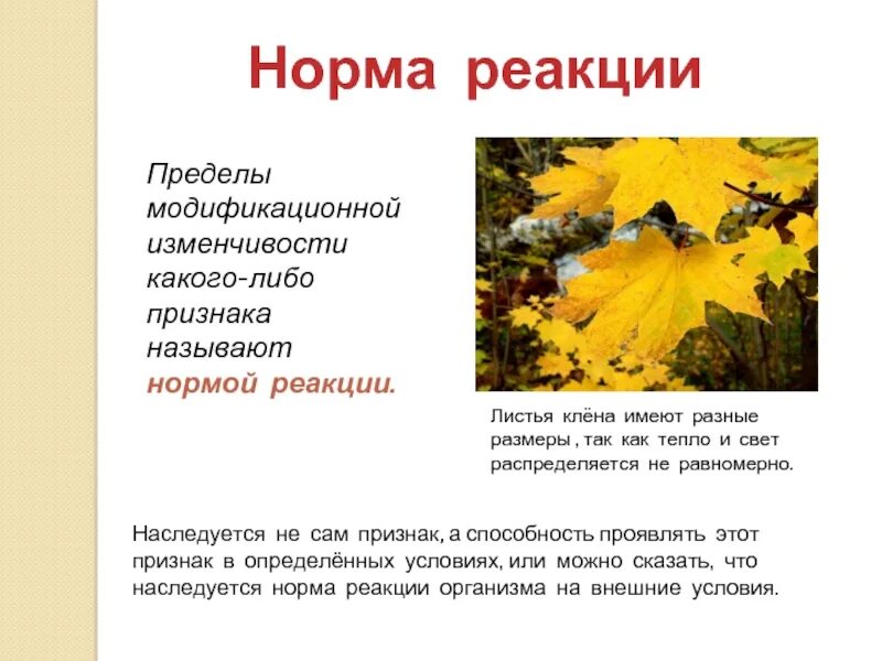 Норма реакции это. Норма реакции модификационной изменчивости. Норма пределы модификационной изменчивости. Норма реакции пределы модификационной изменчивости. Закономерности модификационной изменчивости норма реакции.