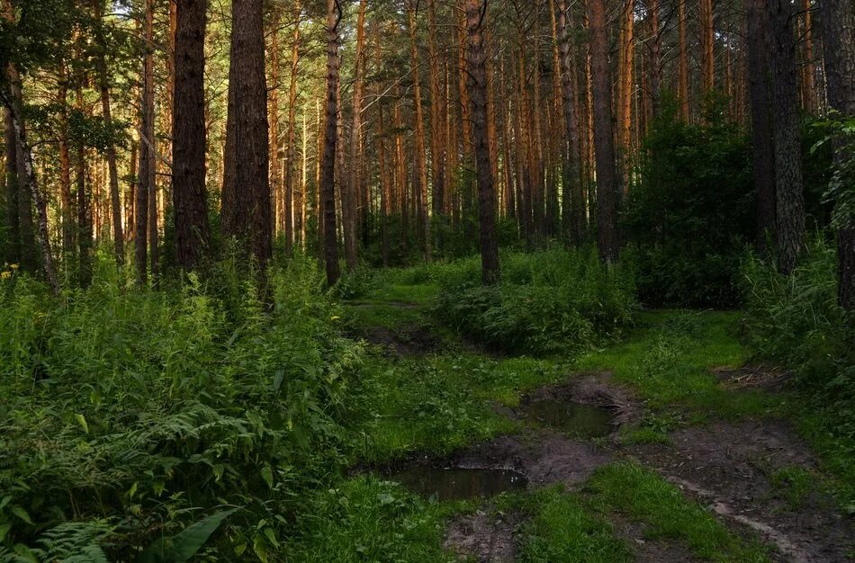Сосновый лес. Секвойя вечнозелёная. Хвойный лес. Линдуловская роща летом. Болото в лесу.