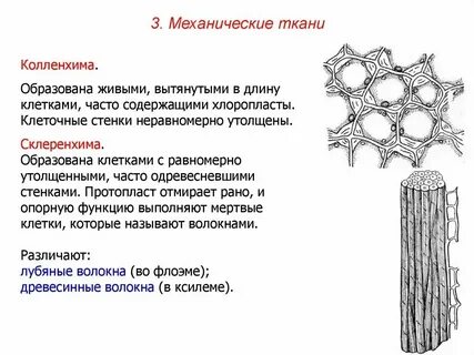 Ткань образованная в основном мертвыми клетками