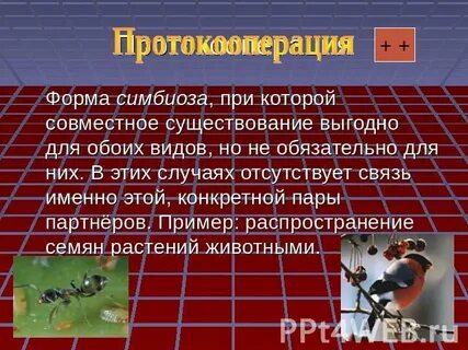 Совместное существование выгодно для обоих видов