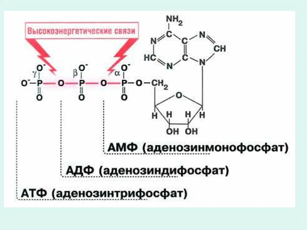 12 атф. Аденозин 5 монофосфат формула.
