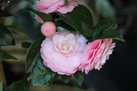 Камелия сайт