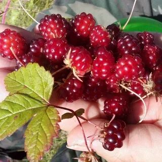 Княженика отзывы