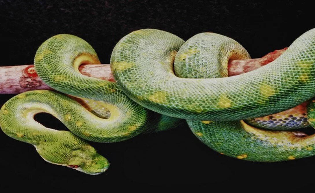 Зеленый сетчатый питон. Питон 4 метра. Большая змея. Длинная змея.