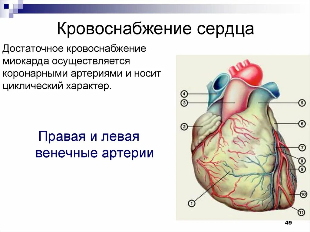 Артериальные сосуды кровоснабжающие миокард:. Коронарные артерии сердца что кровоснабжают. Сосуды сердца кровоснабжение сердца. Кровоснабжение передней стенки сердца.