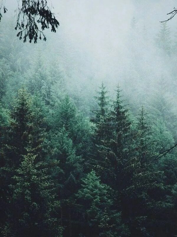 Хвойная тишина. Хвойный Бор еловый Эстетика. Лес в тумане. Верхушки деревьев. Эстетика леса.