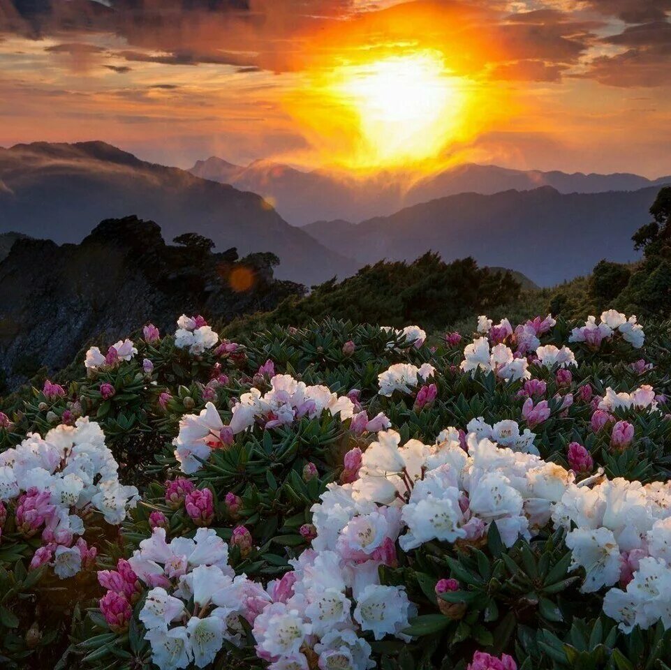 И солнце всходило и цвела. И солнце всходило и цвела. И солнце всходило и цвела. Природа закат. Июньский рассвет.