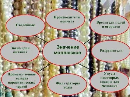 Значение классов моллюсков
