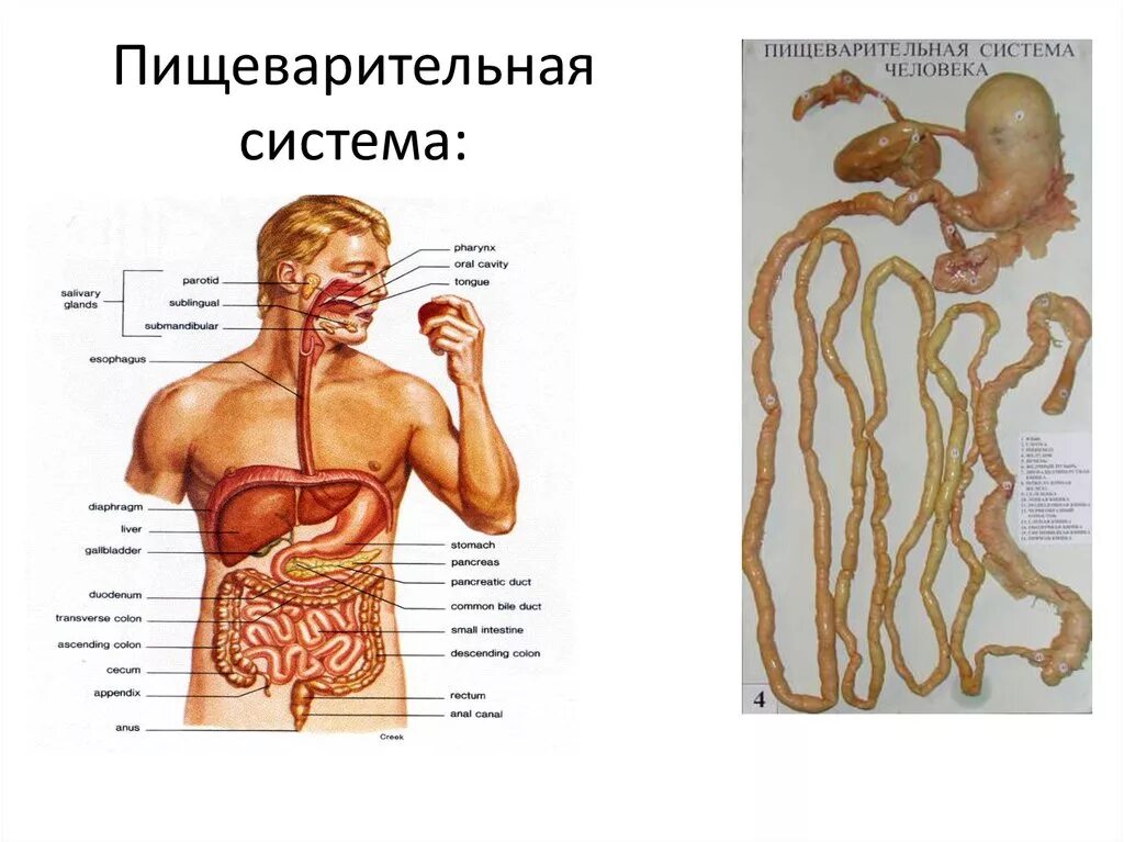 Строение человека система органов