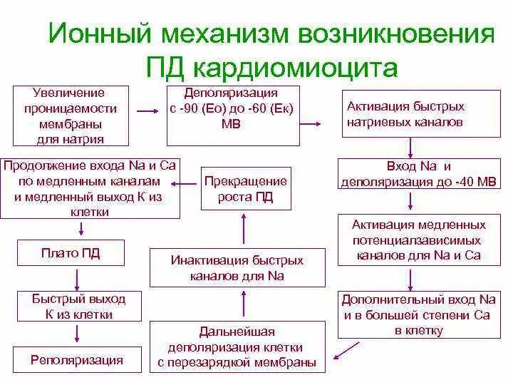 Ионные механизмы возбуждения потенциал действия. Ионный механизм формирования потенциала действия. Ионный механизм формирования мембранного потенциала действия. Ионный механизм физиология. Ионные механизмы потенциала действия.