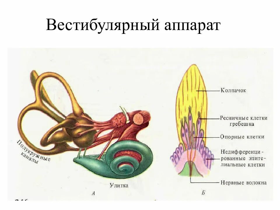 Работа вестибулярного аппарата человека. Отолитовый аппарат вестибулярного анализатора. Вестибулярный анализатор полукружные каналы. Строение вестибулярного аппарата схема. Полукружный канал вестибулярного.