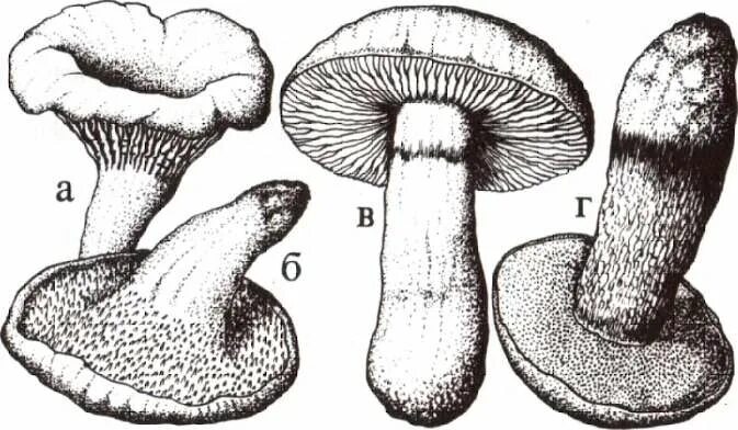 Имеют пластинчатые и трубчатые плодовые тела. Строение пластинчатого гриба. Пластинчатые грибы и трубчатые грибы. Шляпочные трубчатые грибы Шляпочные пластинчатые грибы. Пластинчатый гименофор.