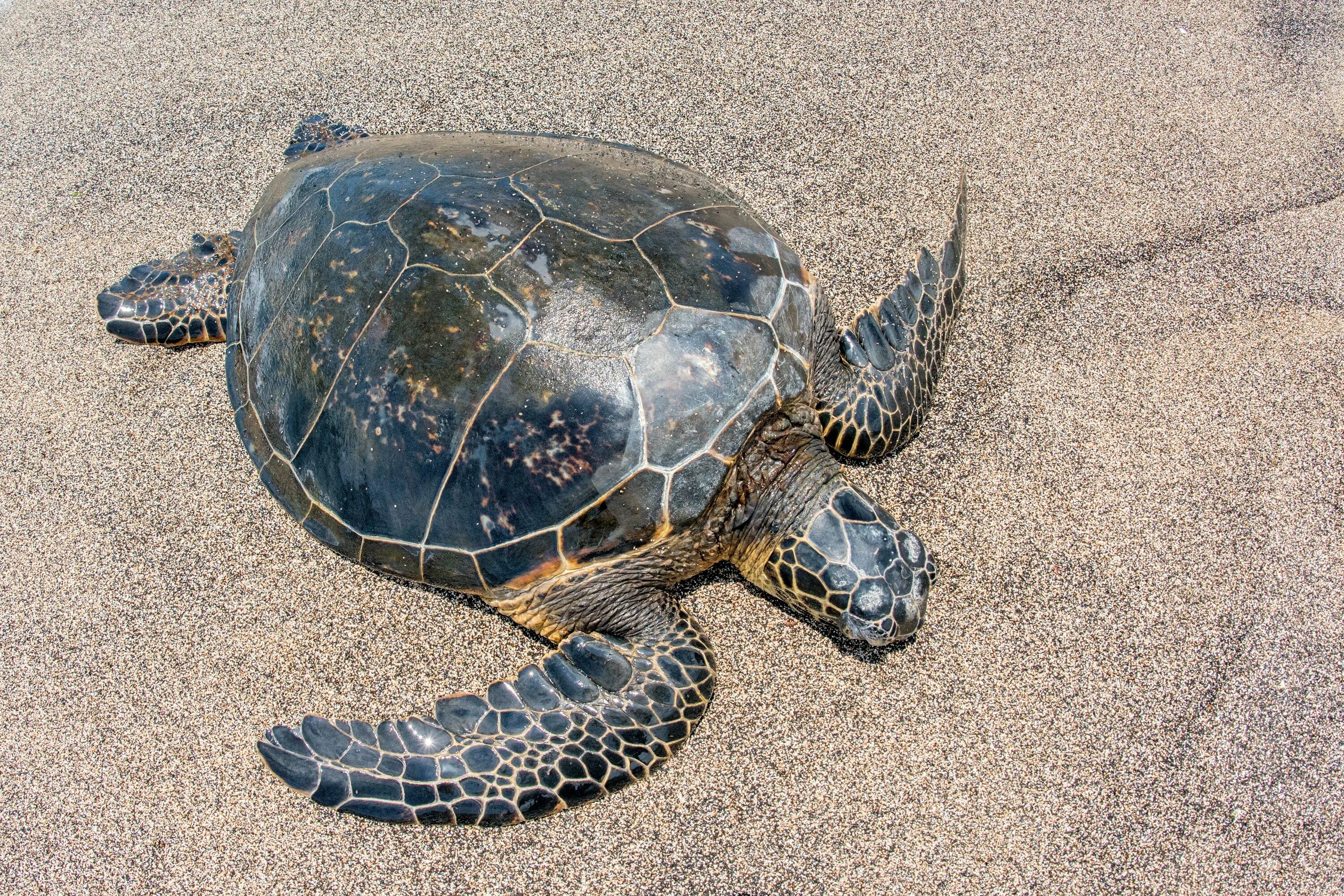 Морская черепаха. Панцирь морской черепахи. Красноногая угольная черепаха. Кольчатая горбатая черепаха.