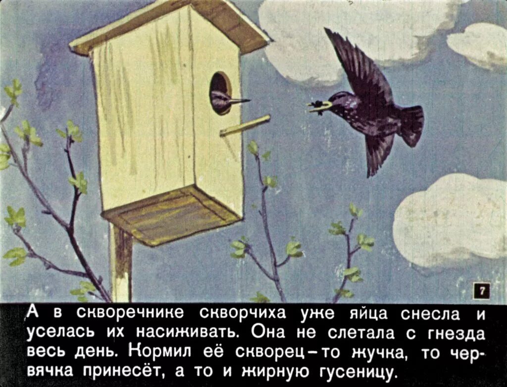 Солоухин о скворцах рассказ. Куприн скворцы картинки. Куприн скворцы книга. Куприн скворцы. Куприн скворцы.