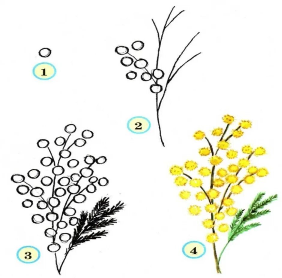 Схемы рисования цветов. Мимоза для дошкольников. Рисование Мимоза в средней группе. Мимоза раскраска для детей.