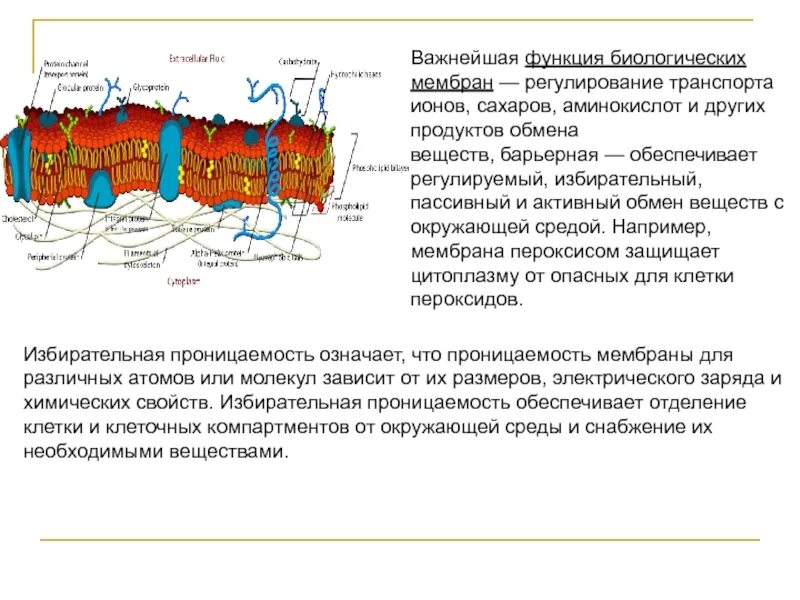 Каким номером обозначена структура обладающая избирательной проницаемостью