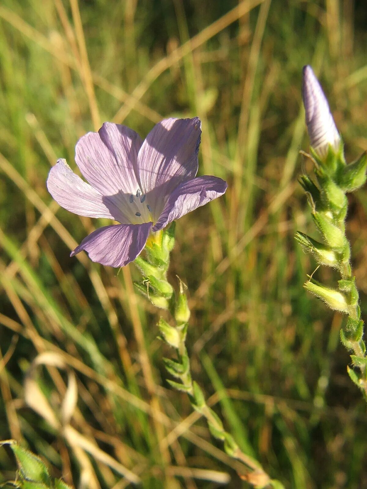 Лен латынь. Лён жёстковолосистый. linum hypericifolium. лен нарбонский. linum hirsutum.