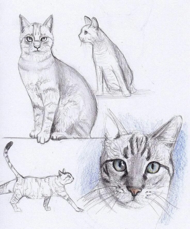 Как нарисовать кошку есть. Рисуем кошку. нарисовать кошку карандашом. красивый набросок кот. разные рисунки кошек.