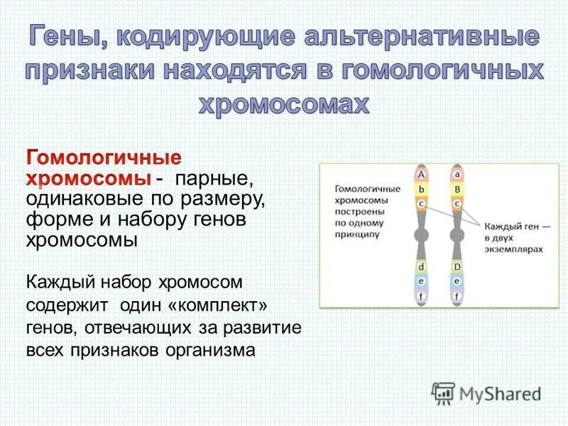 От родителей потомкам передаются. Как передаются признаки от родителей к потомству. Что передается по наследству от отца. От родителей потомкам передаются. Основные понятия генетики.