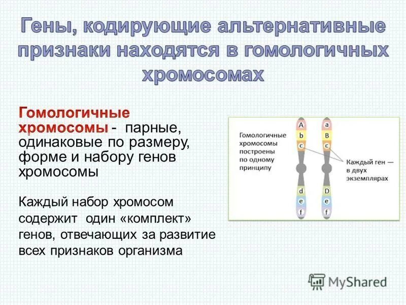 Кто имеет одинаковый набор генов. Парные хромосомы одинаковые по форме размерам набору генов. Хромосомы содержащие одинаковый набор генов. Парные гены отвечающие за альтернативные признаки. Парные гены отвечающие за развитие одного признака.