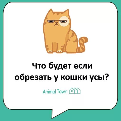 Подстригают ли котам усы. Подстригают ли котам усы