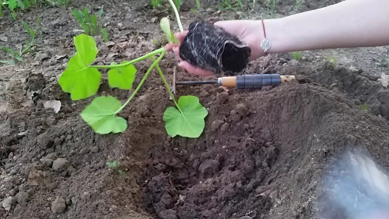 Посадка тыквы в открытый грунт семенами весной. Высадка тыквы в открытый грунт. Посадка тыквы в открытый грунт. Высадка рассады тыквы в открытый грунт. Посадка тыквы в открытый грунт рассадой.