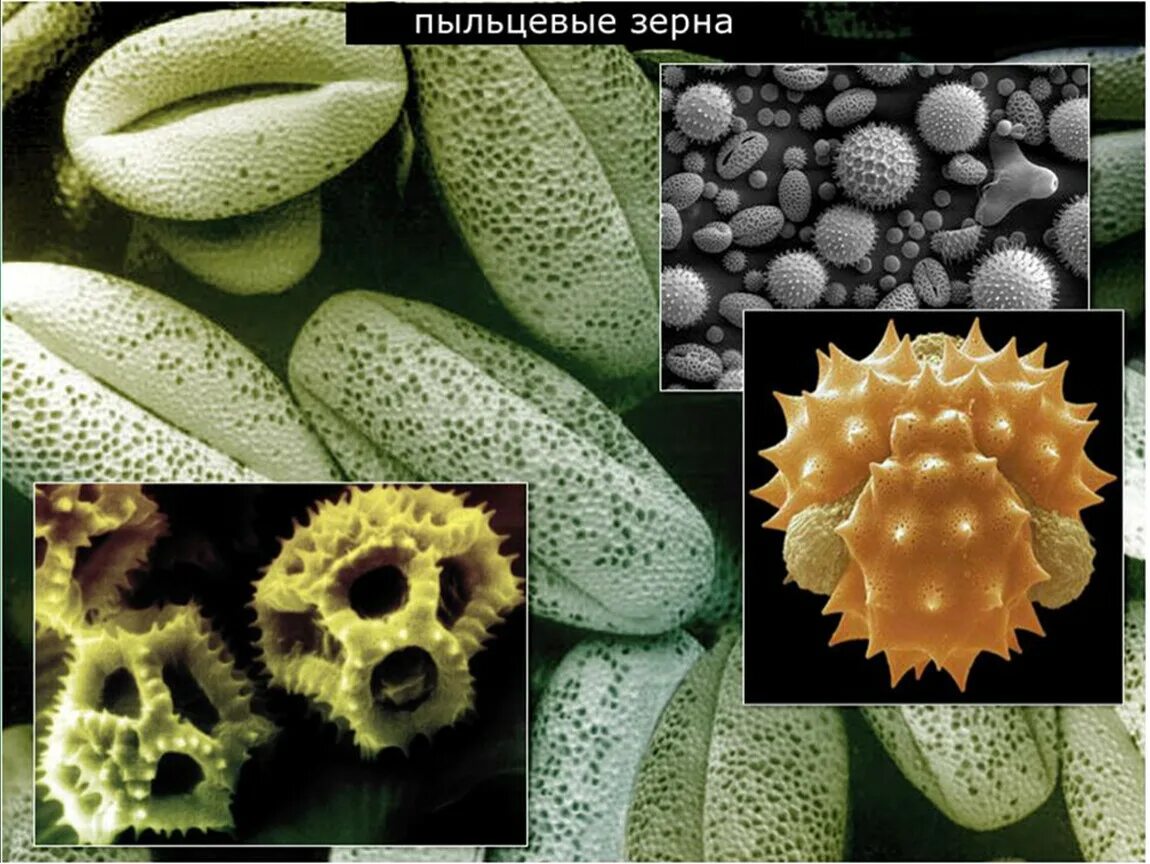 Пыльца насекомоопыляемых растений под микроскопом. Пыльцевое зерно. Пыльцевые зерна фото. Пыльцевые зерна ветроопыляемых.