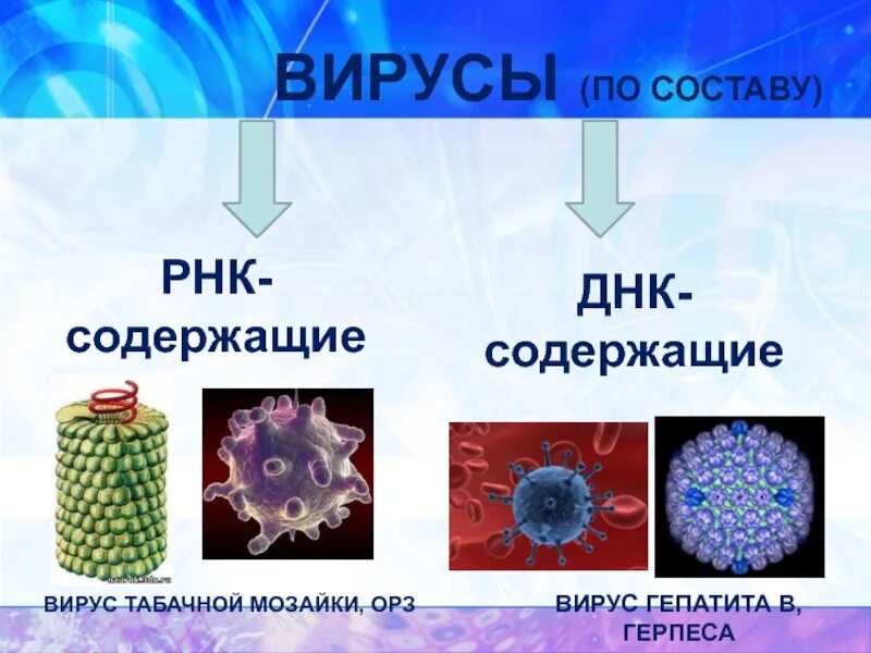 Названия вирусов 5 класс биология