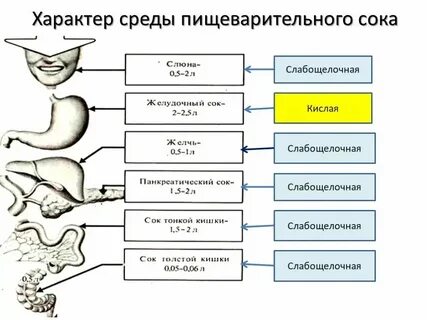 Какое пищеварение происходит в желудке