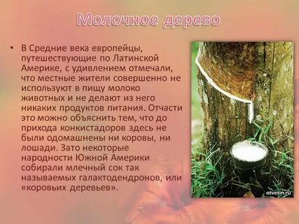 Молочное дерево из которого делают клей
