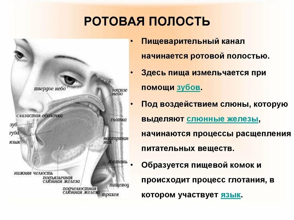 В ротовой полости происходит расщепление. Что расщепляется в ротовой полости. Ротовая полость расщепляемые вещества. Вещества которые расщепляются в ротовой полости.