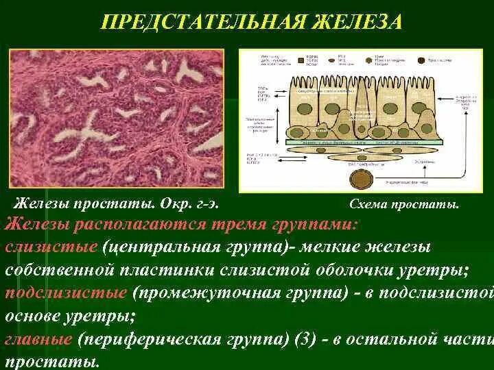 Простата это железа. Слизистая оболочка предстательной железы. Простатическая железа. Железы предстательной железы. Предстательная железа строение и функции.