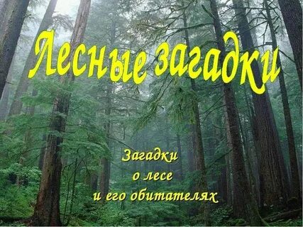 Загадка в лесу родился
