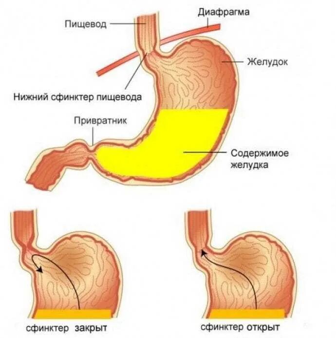 Сфинктер желудка кардии. Сфинктер между желудком и пищеводом.