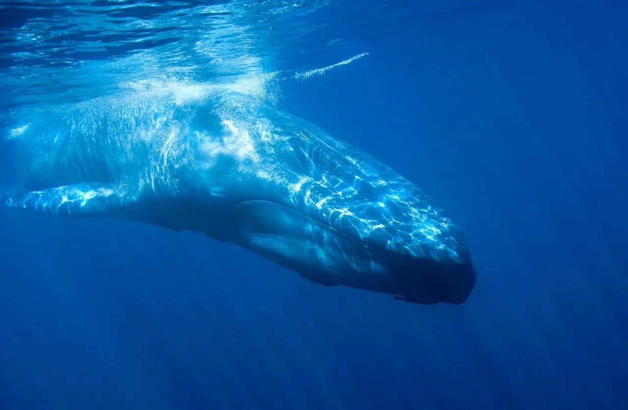 Какое млекопитающее самое крупное. Голубой кит Balaenoptera musculus. Синий кит блювал. Синий кит (голубой кит). Блювал (голубой или синий кит).