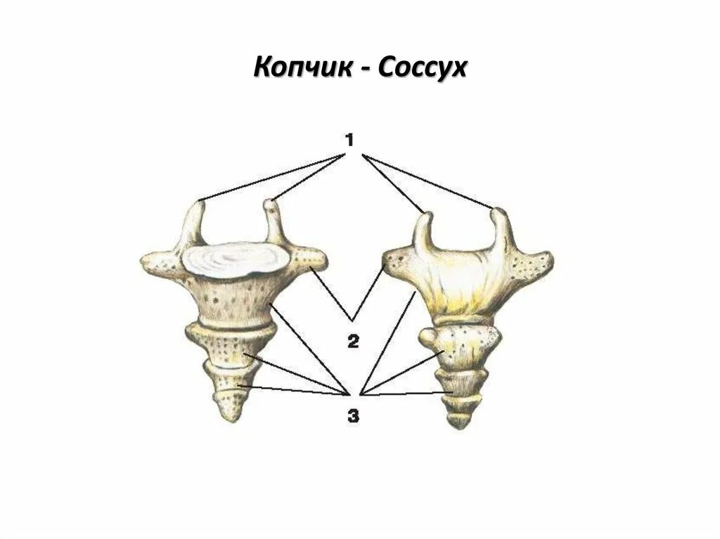 Значение копчика