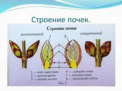 Цветы развиваются из почек
