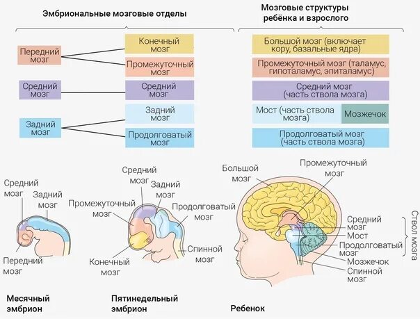 Центры головного мозга таблица. Строение головного мозга таблица. Отделы головного мозга ЕГЭ. Головной мозг ЕГЭ биология. Мозг человека ЕГЭ биология.